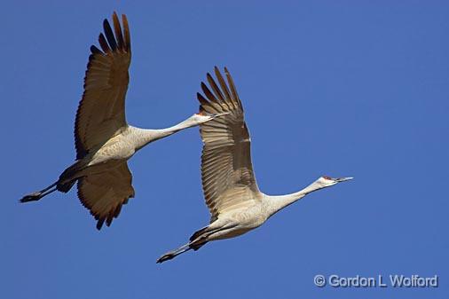 Sandhill Cranes_73151.jpg - Sandhill Cranes (Grus canadensis) in flightPhotographed in the Bosque del Apache National Wildlife Refuge near San Antonio, New Mexico, USA.